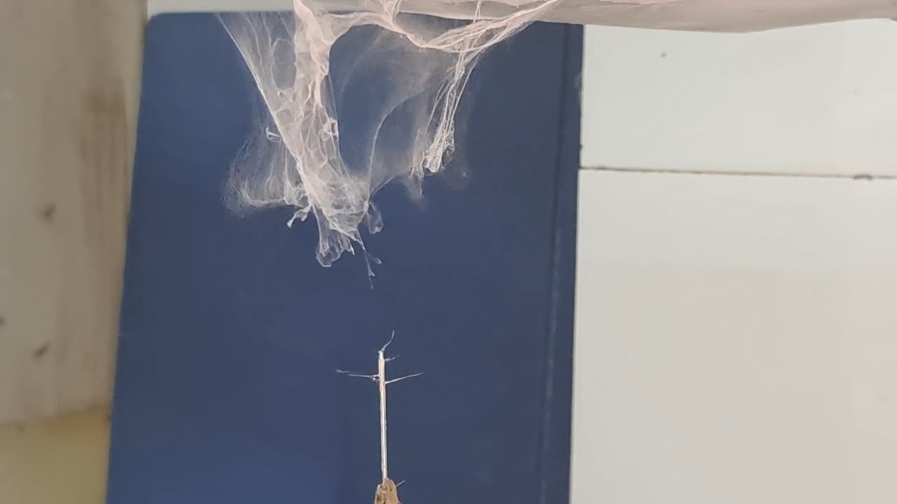 Electrospinning: Solutions of Polystyrene and Polyvinylidene Difluoride in Dimethylformamide